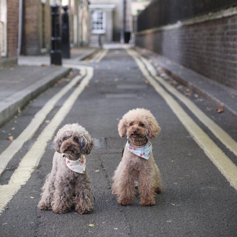 ​Doggie treats don't work well on humans