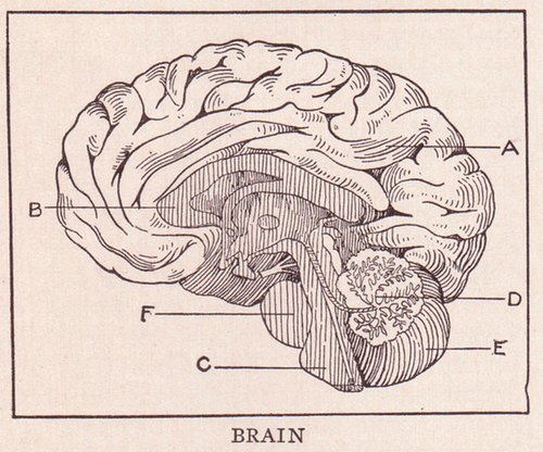 The Floating Brain: Learning in the 21st Century
