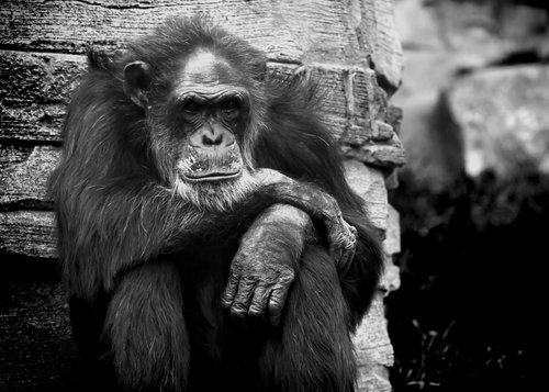 Bad self-esteem can actually be a good signal